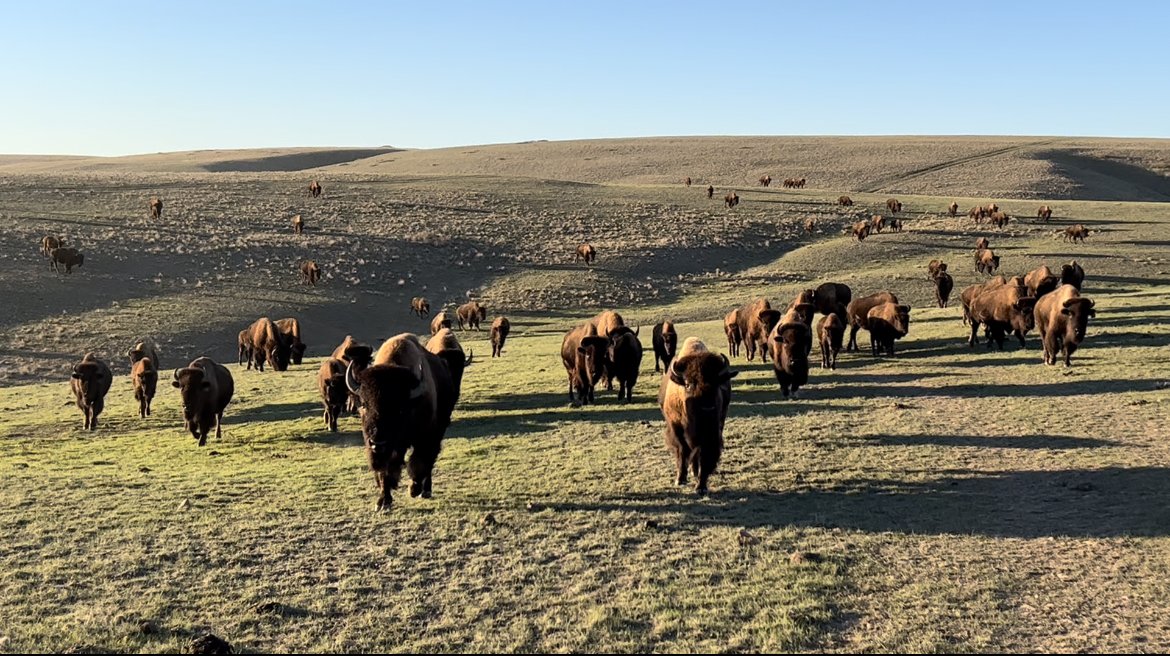 Starting and Running a bison Ranch