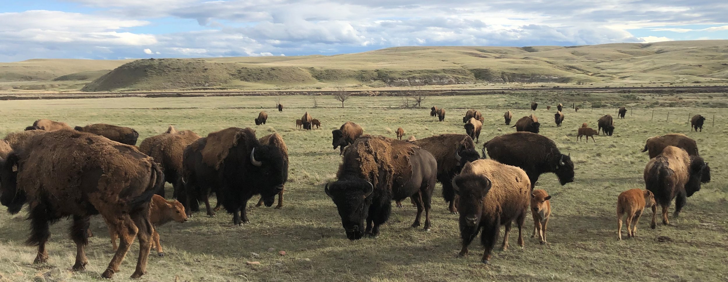 COST OF BUFFALO MEAT