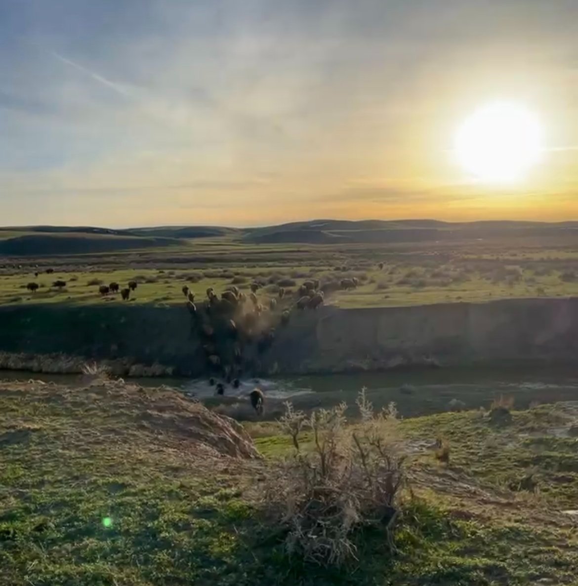 A scenic view of a herd of bison crossing a river at sunset, with rolling hills and a clear sky in the background, showcasing the beauty of nature.