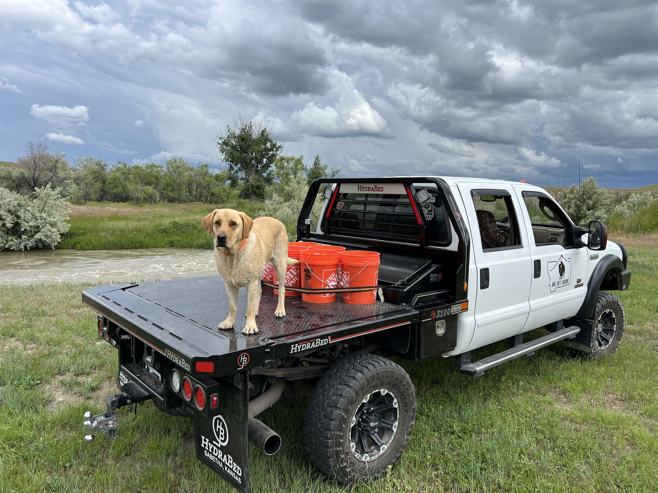 A yellow Labrador retriever standing on the bed of a pickup truck parked by a river, with orange buckets nearby and a cloudy sky in the background.